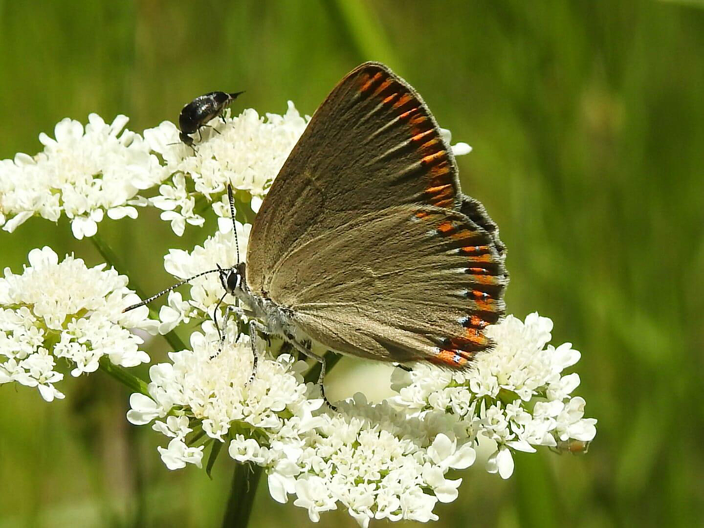 Laeosopis